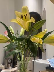 -汤尼英盖TONI&GUY-essensuals