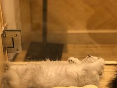 -屋虎猫馆(宝安大仟里店)