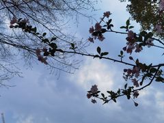 -瑶湖郊野森林公园