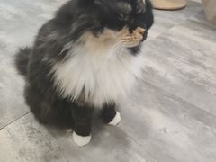 -楼上猫咖(罗湖店)