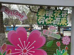 -高东镇樱花园