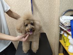 -优缇多格专业宠物美容师培训学校