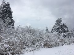 -武陵山森林公园
