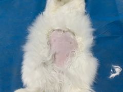 -中农国际动物医院24小时·猫科·骨科·急重症中心