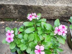 -东山雕花楼