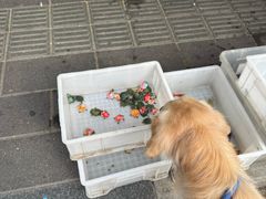 -溪岸路花鸟市场