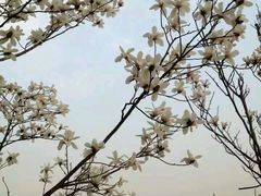 -同济大学(嘉定校区)