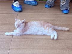 -是阿柴呀！柴犬咖啡·爱喵喵猫咖