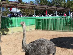 -西霞口神雕山野生动物世界