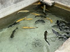 -向外鱼乐·土菜·虹鳟鱼
