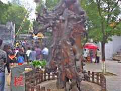 -大槐树寻根祭祖园