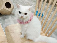 -楼上猫咖(罗湖店)