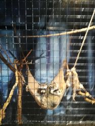 -酷嗒动物文化乐园(cutezoo西溪乐天城店)