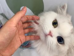 -共舞时光猫咖·狗咖(新街口店)