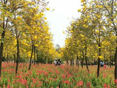 -天适樱花悠乐园