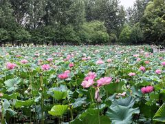 -东升八家郊野公园