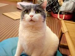 -MOCHA明星猫咖(田子坊店)