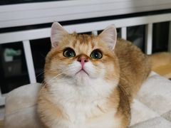 -猫大福·Fortune Cat猫舍(百子湾店)