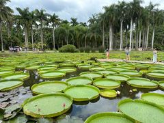 -中国科学院西双版纳热带植物园