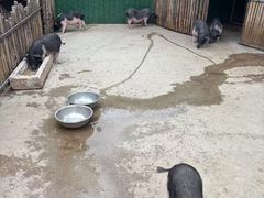 -保定市动物园