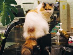 -吉丁鸟咖·异宠·寄养