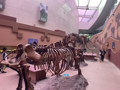 -陕西自然博物馆