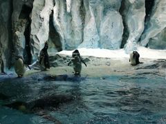 -帝企鹅自助餐厅•儿童岛•真企鹅(长隆企鹅酒店)