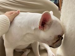 -怪兽屋·羊驼·猫咖·狗咖(俊华广场店)