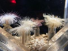 -西安曲江海洋极地公园