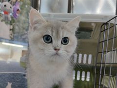 -翊宠yipet猫狗购宠庄园犬舍•猫舍