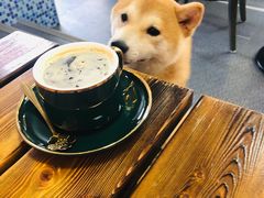 -柴源莊·柴小宠柴犬咖啡