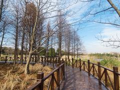 -贡湖湾湿地公园