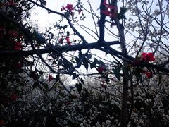 -樱桃山旅游景区