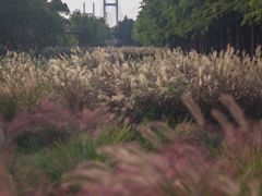 -柳鹭田园区