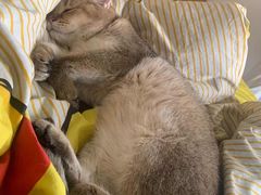 -中农大我爱我爱动物医院·核磁CT·猫病·24小时夜诊中心(石佛营店)