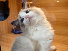 -猫十亿·布偶金渐层·曼基康矮脚猫舍(青年路店)