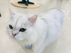 -共舞时光猫咖·狗咖(新街口店)