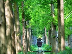 -黄海国家森林公园