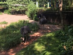 -新加坡飞禽公园