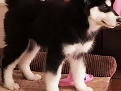 -翊宠yipet猫狗购宠庄园犬舍•猫舍