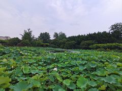 -嘉定紫藤园