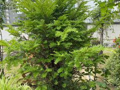 -三圣花乡旅游区