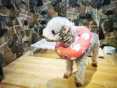 -宠物之家Pets Home 宠物寄养酒店