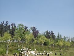 -东营园博园