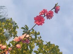 -海棠花溪(元大都城垣遗址公园)