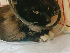 -乖乖乐动物医院(小汤山分院)