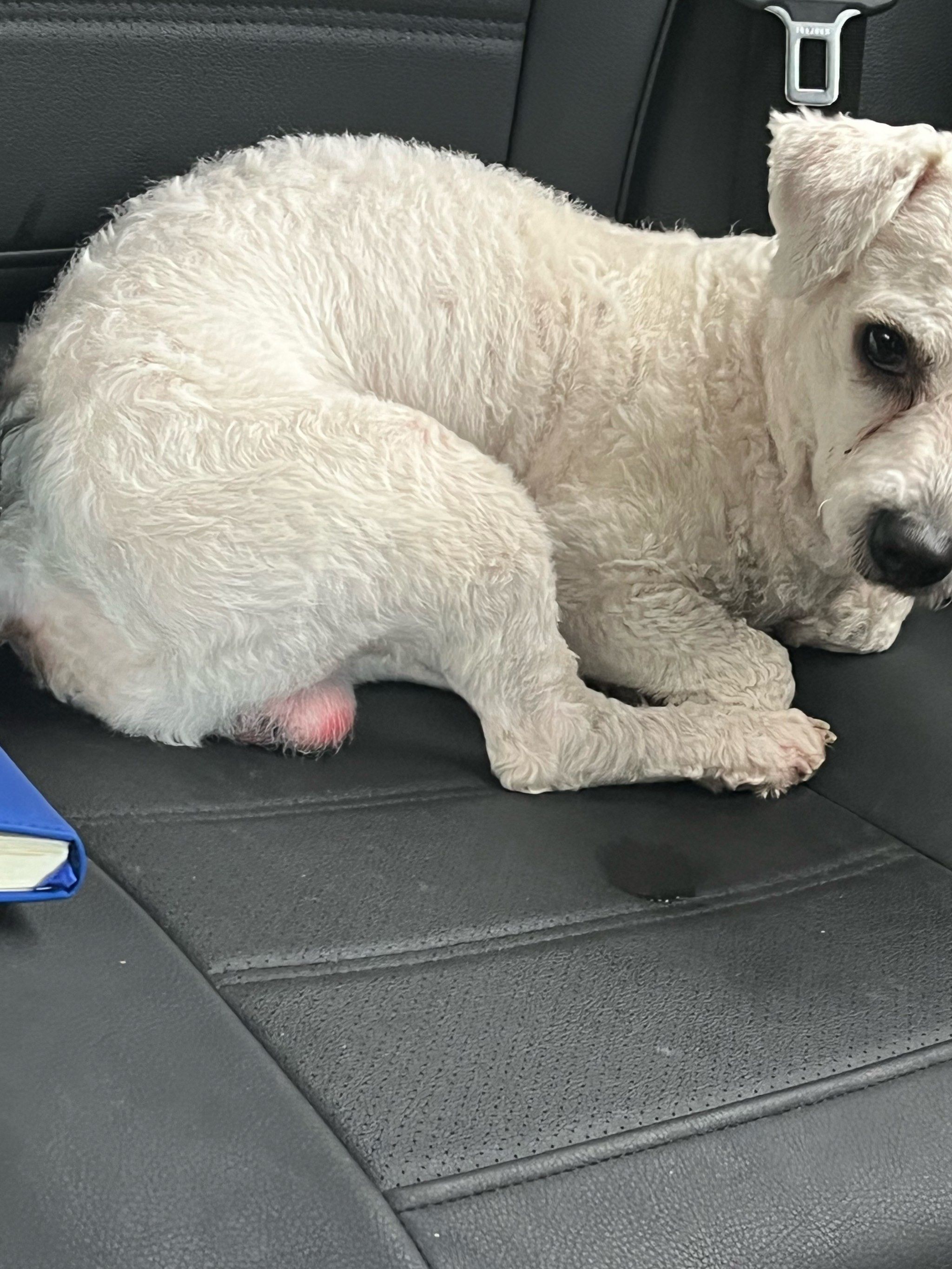 放到寄养一天,我的狗这样了!