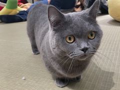 -逗柴咖啡屋·狗咖猫咖宠物桌游