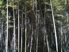 -树山生态村