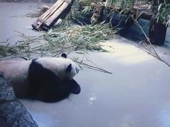 -成都大熊猫繁育研究基地